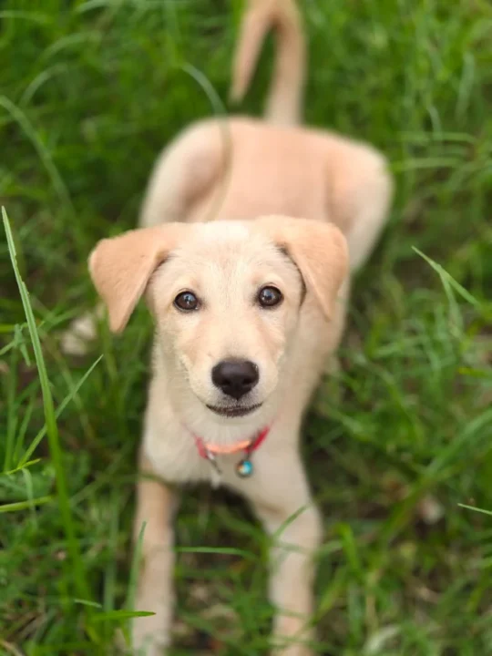 A 2.5-Month-Old Puppy Needs a Home, adoptable dog in Haldwani
