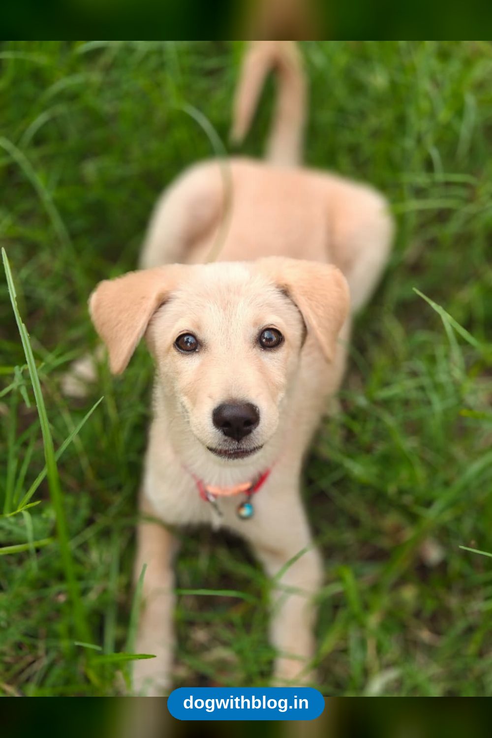 A 2.5-Month-Old Puppy Needs a Home โ Haldwani