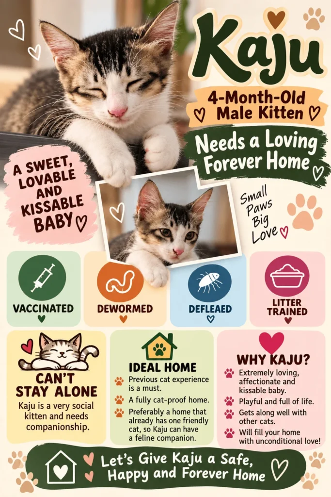 Adoption poster for Kaju, a 4-month-old male kitten, with a tabby and white kitten and icons for vaccinated, dewormed, defleaded and litter trained