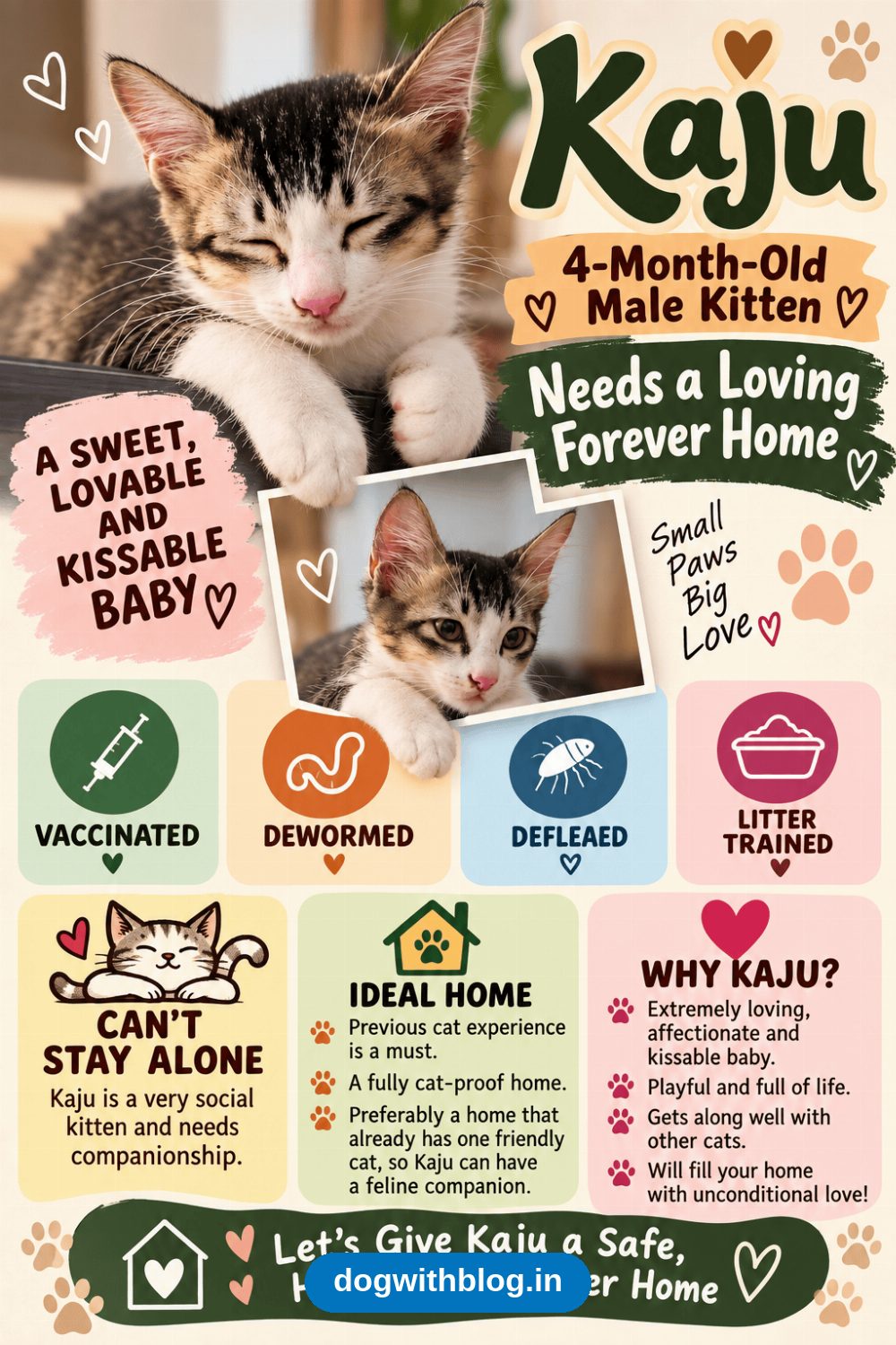 Kaju, a 4-Month-Old Vaccinated Kitten, Needs a Cat-Experienced Home — Bengaluru