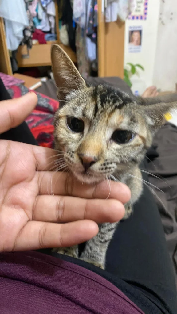A tabby kitten being gently petted by a hand, sitting on someone's lap indoors.