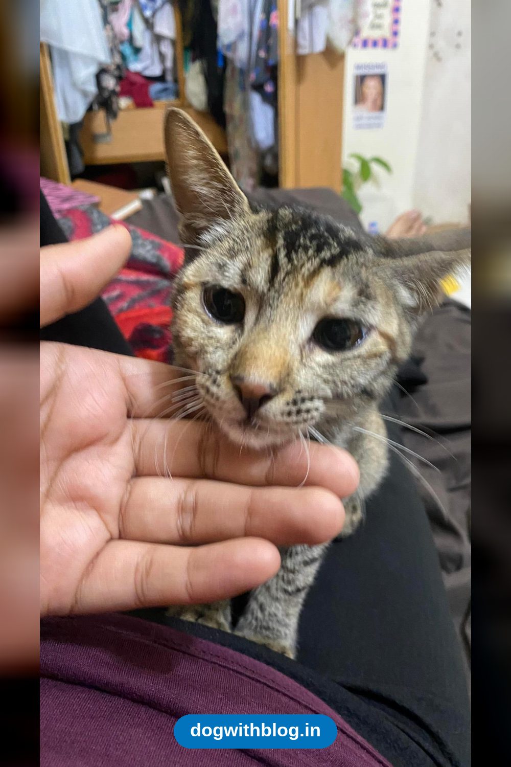 Khloe, a Five-Month-Old Cat, Needs a Home — Delhi NCR
