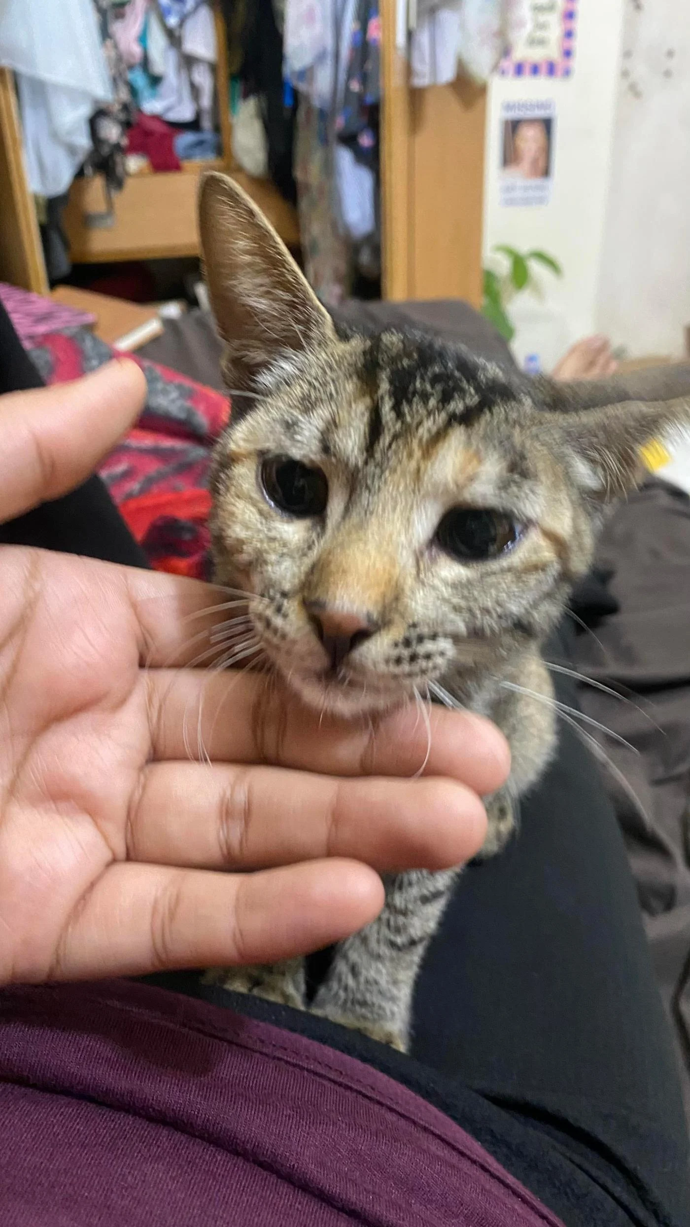 Khloe, a Five-Month-Old Cat, Needs a Home — Delhi NCR