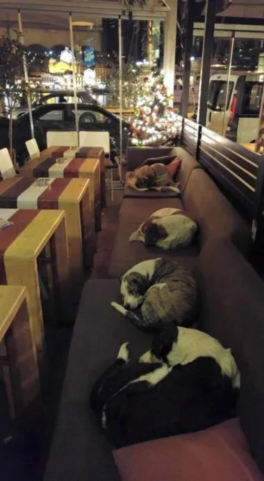 Cafe in Greece welcomes stray dogs