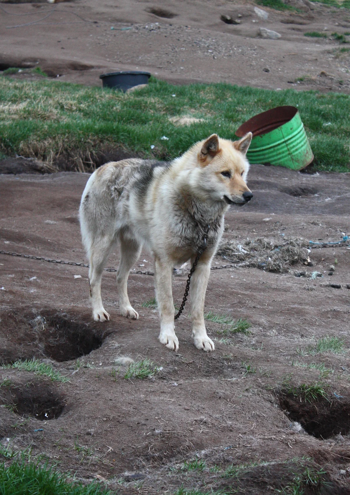 A Greenland dog, the Arctic sled-dog breed used across Greenland