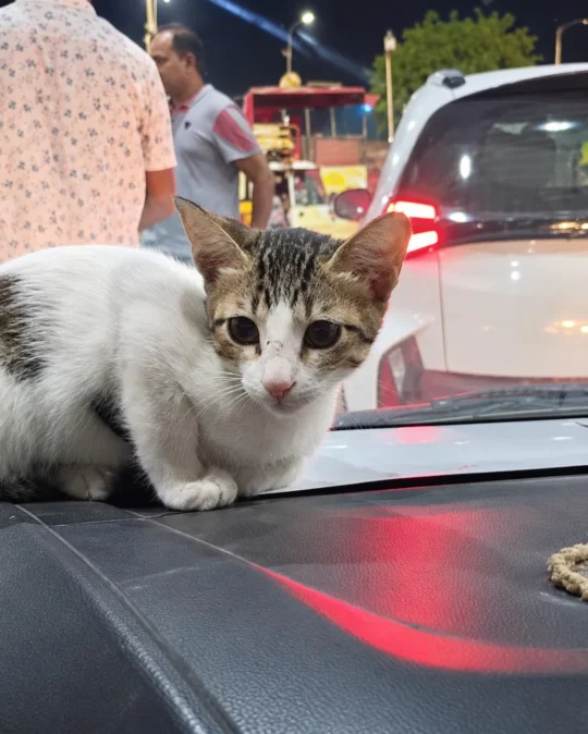 Krishna, a Three-Month-Old Rescued Kitten From Faridabad, Needs a Home, adoptable cat in Delhi NCR