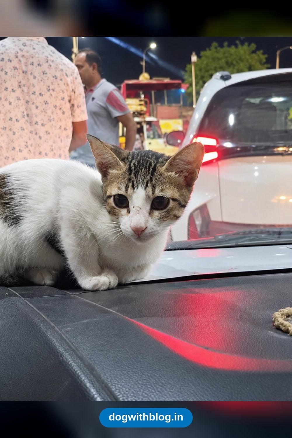 Krishna, a Three-Month-Old Rescued Kitten From Faridabad, Needs a Home — Delhi NCR