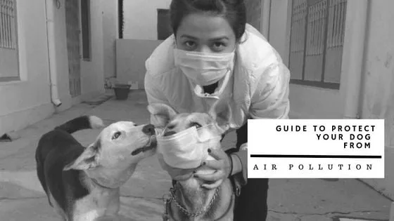How to protect your dog from air pollution?