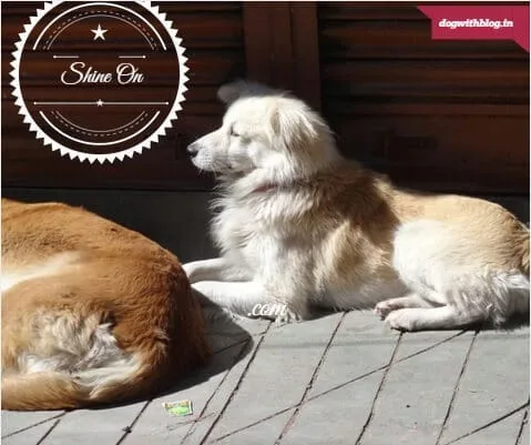 Himalaya street dogs, bring your own sunshine