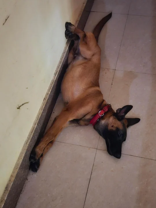 A Three-Month-Old Belgian Malinois Puppy Needs a New Home, adoptable dog in Odisha