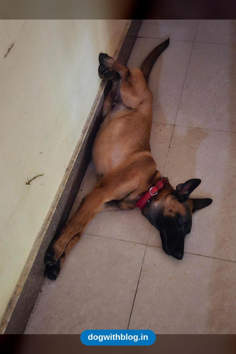 A Three-Month-Old Belgian Malinois Puppy Needs a New Home — Odisha