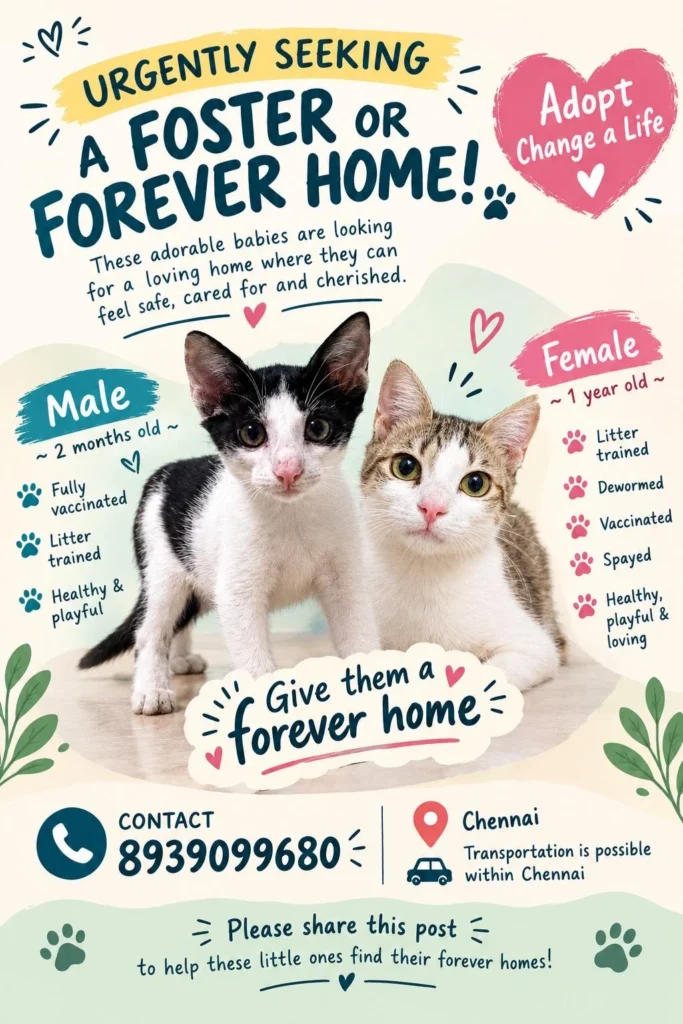 A black-and-white kitten and a tabby-and-white cat sitting together on a rescuer’s adoption poster in Chennai.