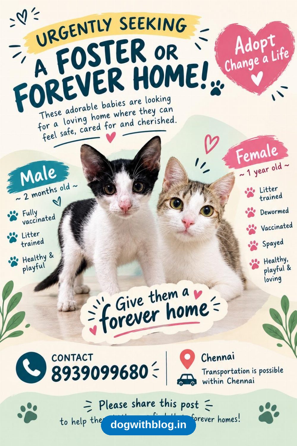 A Spayed, Litter-Trained Cat, About a Year Old, Needs a Home — Chennai