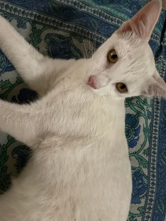 Four Kittens, Two Boys and Two Girls, Need Loving Homes, adoptable cat in Hyderabad