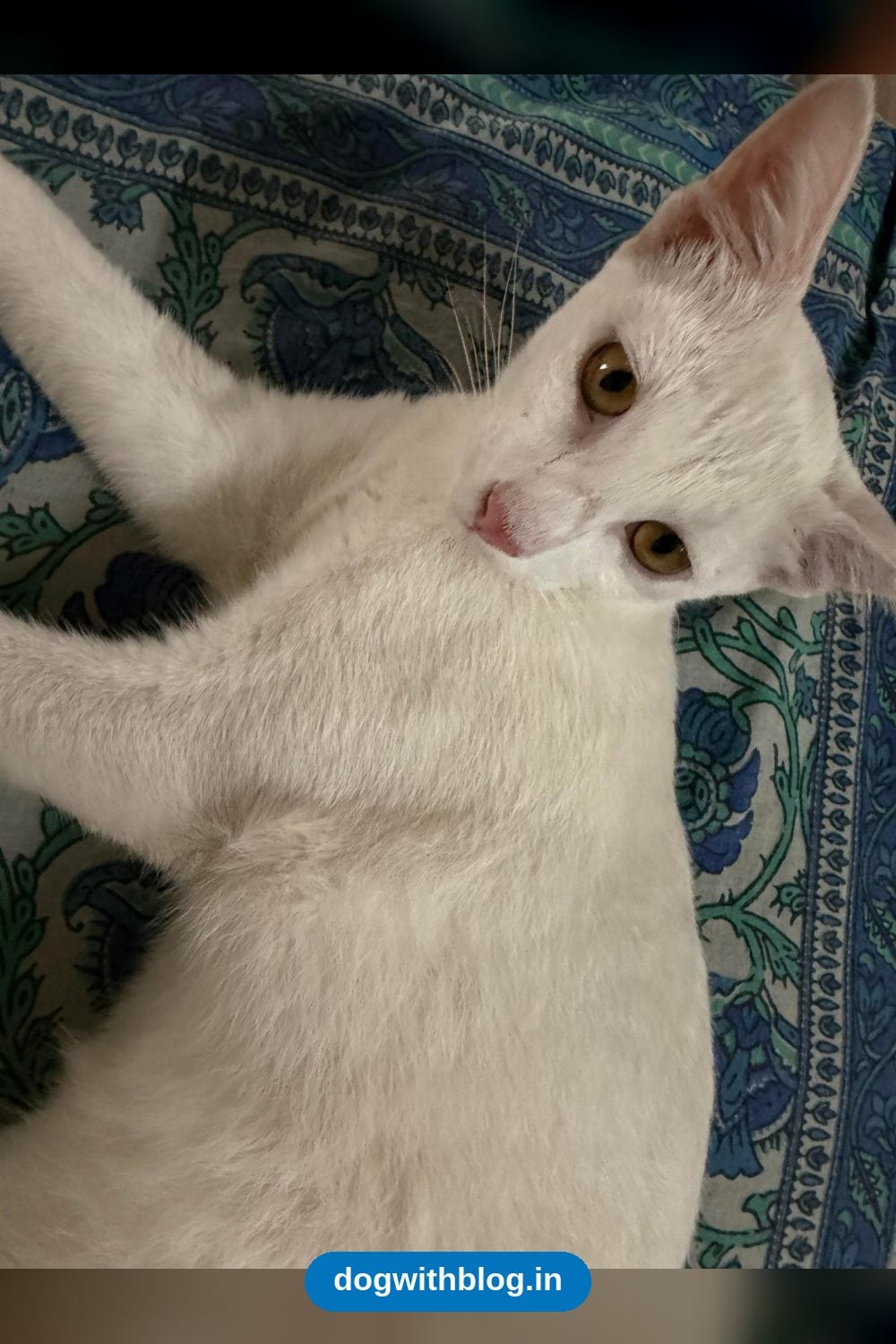 Four Kittens, Two Boys and Two Girls, Need Loving Homes β Hyderabad