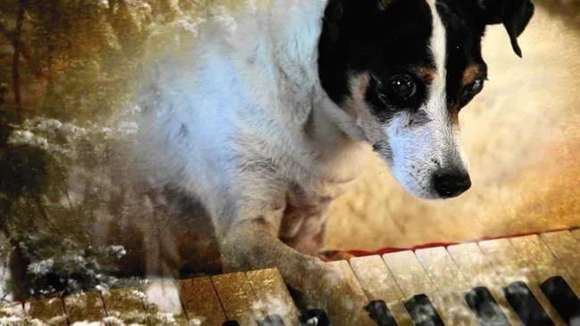 heart of a dog review