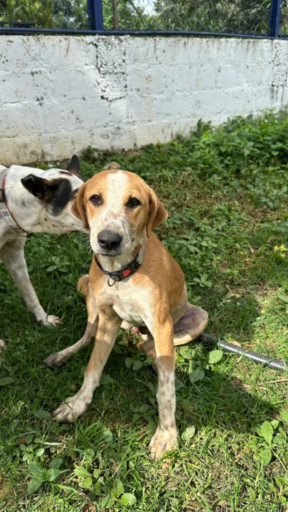 A tan indie puppy with a red collar sits on the grass while a black-and-white dog sniffs at her ear.