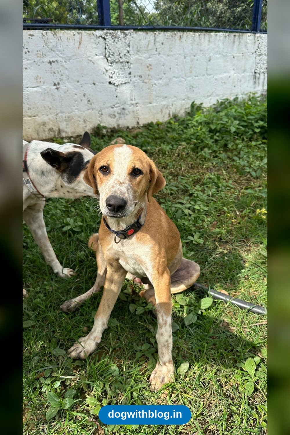 Heather, a Six-Month-Old Spayed Puppy, Is Looking for a Home — Bengaluru