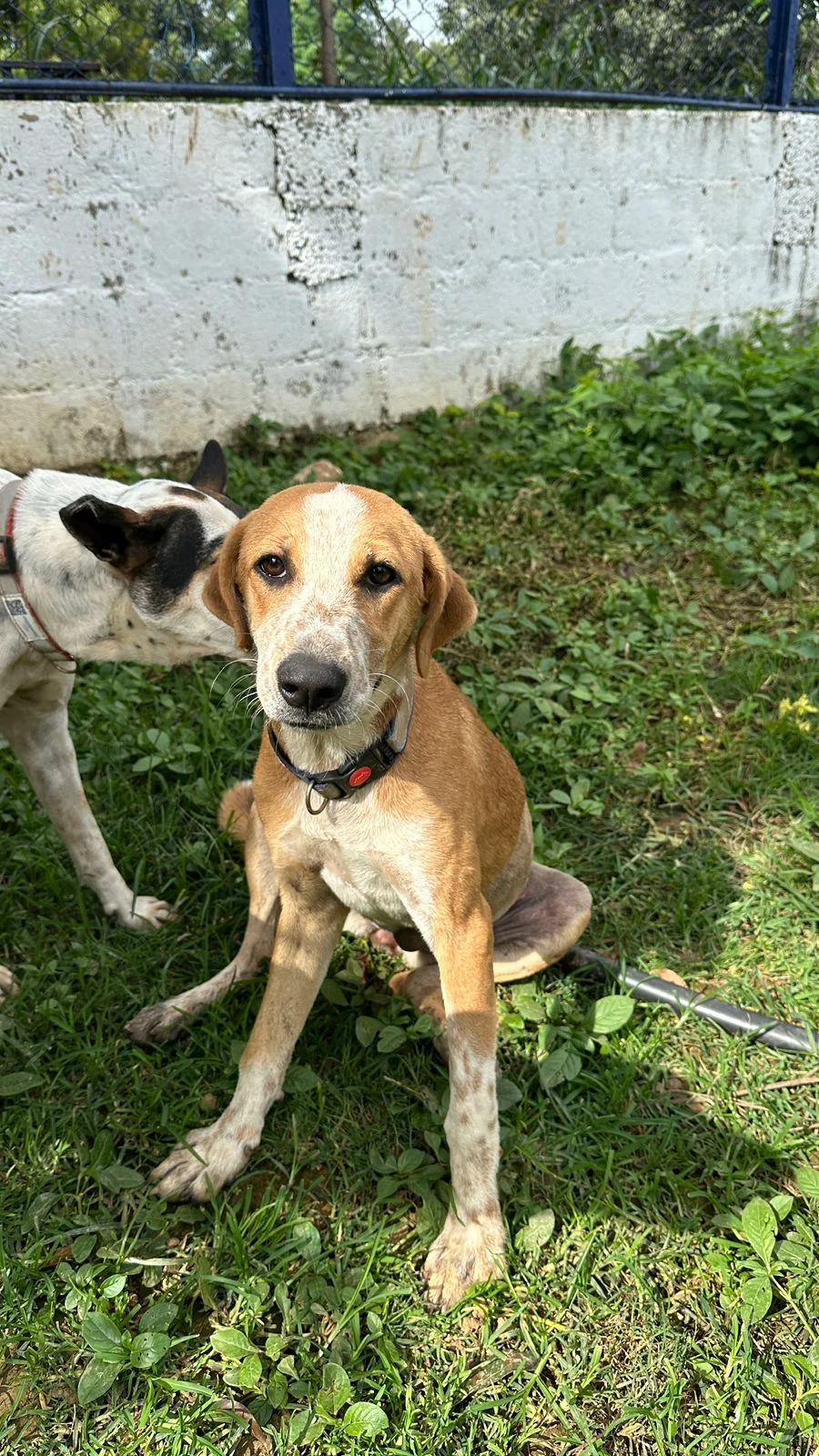 Heather, a Six-Month-Old Spayed Puppy, Is Looking for a Home in Bengaluru