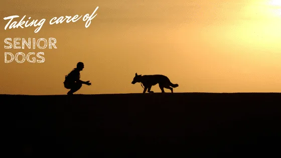 caring for an aging dog in India — signs, conditions and what to do