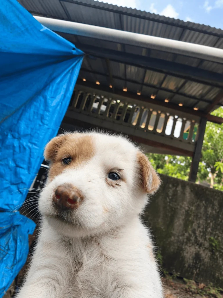 A white-and-tan puppy from a litter of four, photographed outside near a tarp shelter — Maradu, Kochi