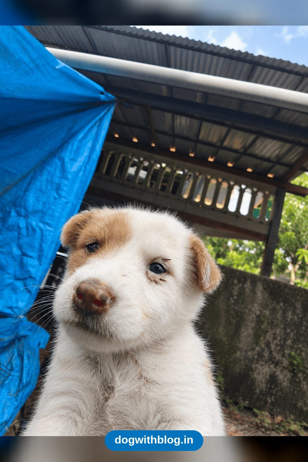 Four Two-Month-Old Puppies From Maradu Need Loving Homes — Kochi
