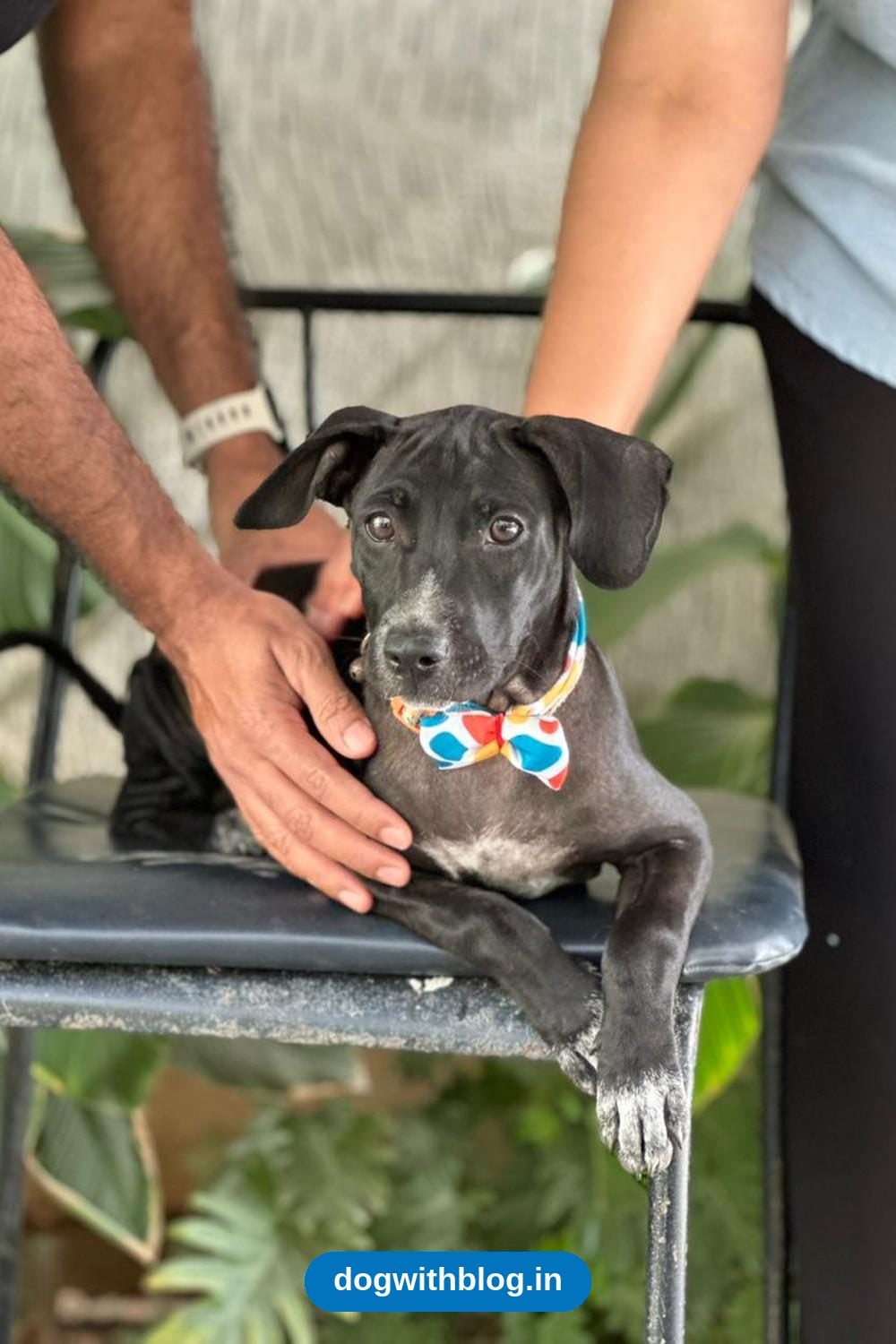 Oreo, a Playful Indie-Lab Mix Puppy, Needs Someone for the Next Thirteen Years — Bengaluru