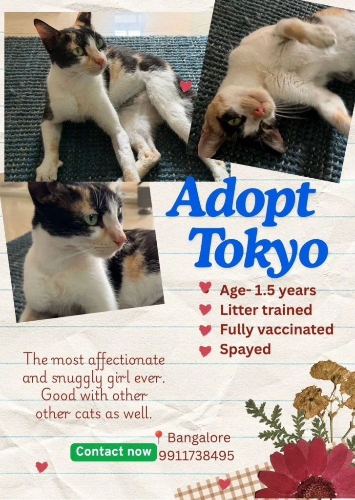 Tokyo looking for loving home - pet for adoption in India