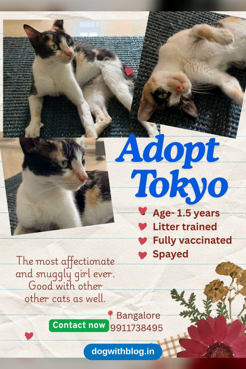 Tokyo, a Spayed and Vaccinated Cat, Needs a Home — Bengaluru