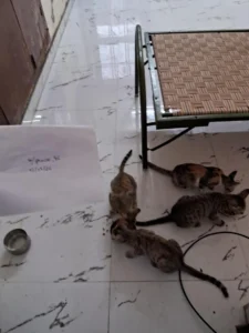Four bonded kittens, three months old, need pair adoption