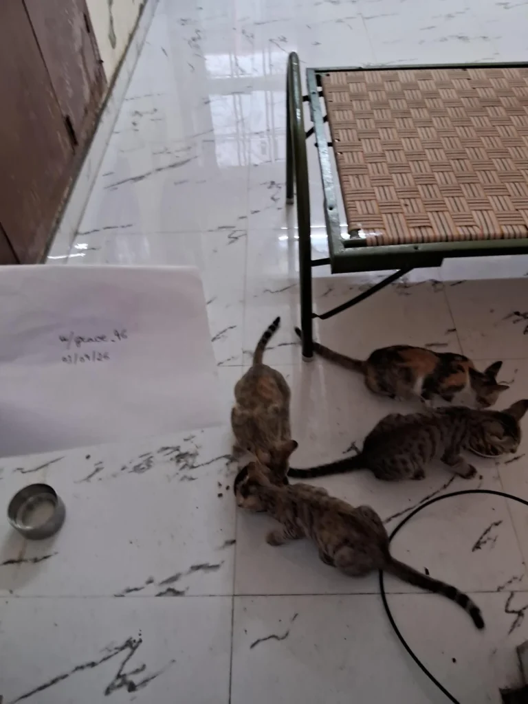 Four bonded three-month-old kittens from the same litter, photographed together for their pair-adoption appeal in Lucknow.