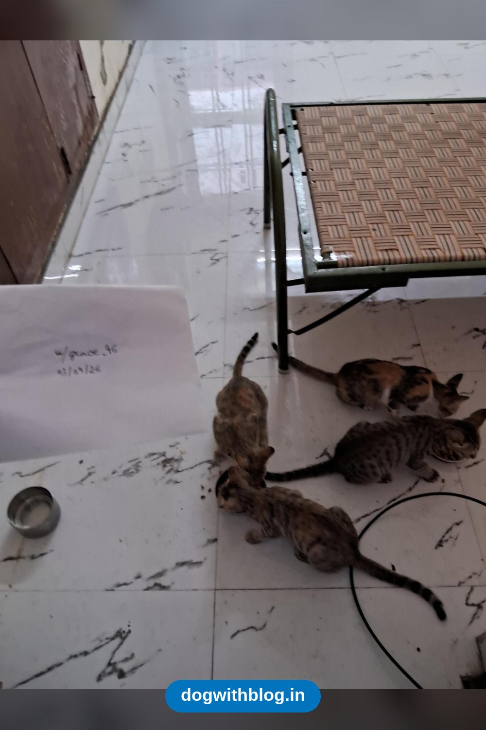 Four bonded kittens, three months old, need pair adoption in Lucknow