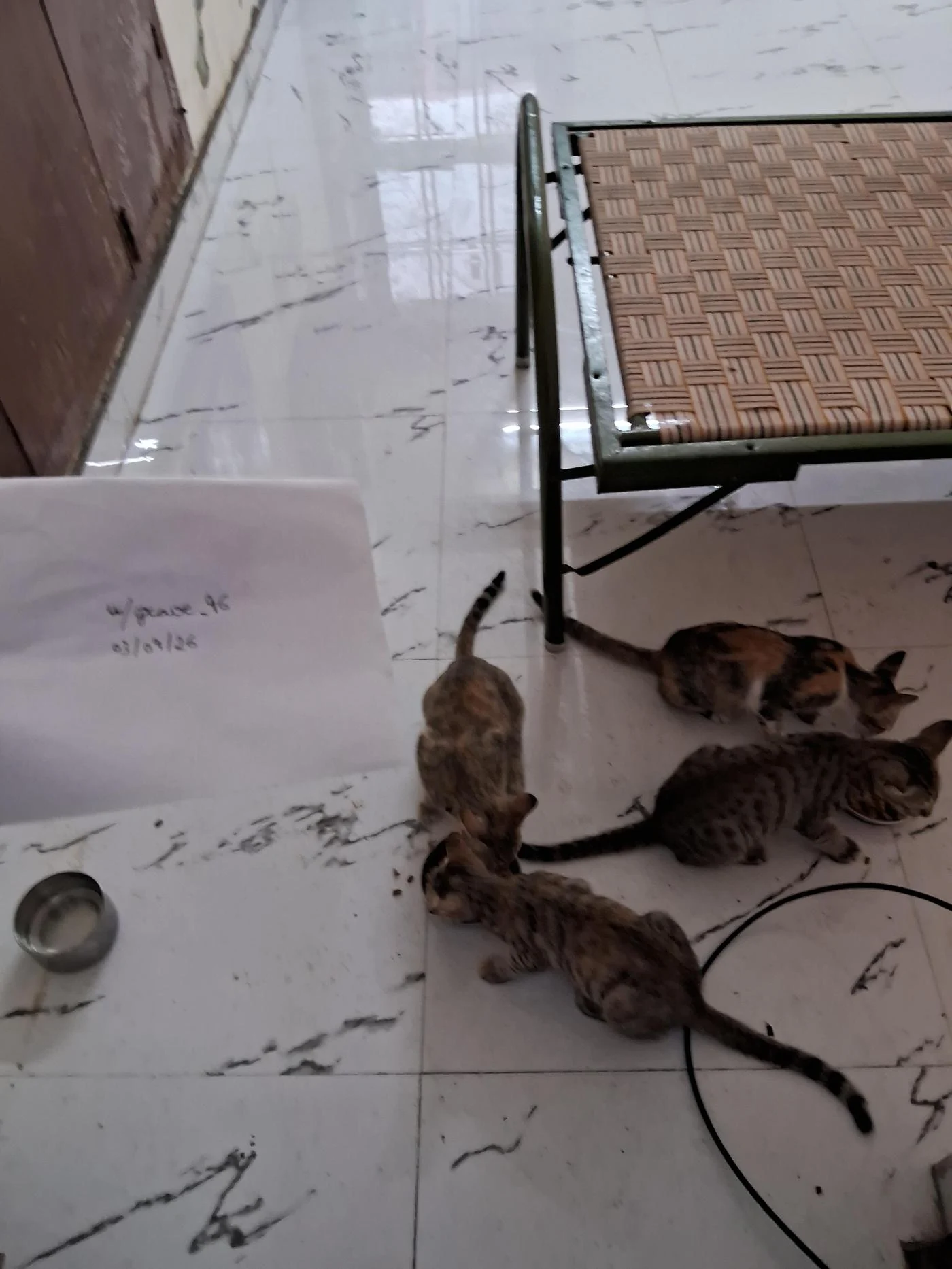 Four bonded kittens, three months old, need pair adoption in Lucknow