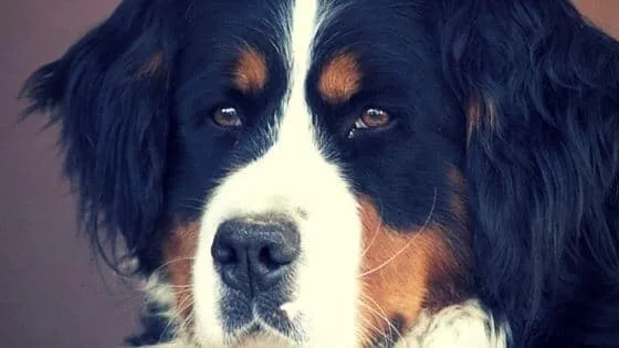 india bans import of dogs for breeding