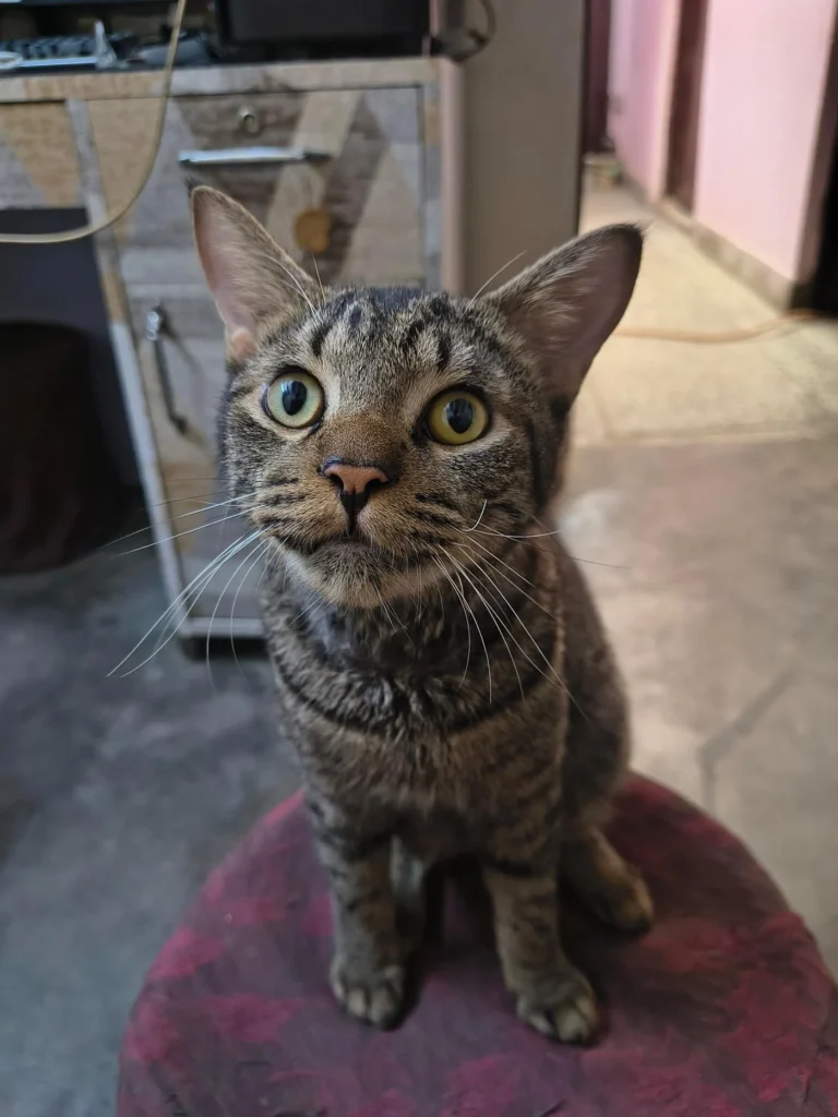 A nine-month-old male cat sits calmly, photographed for his adoption appeal in Delhi NCR.