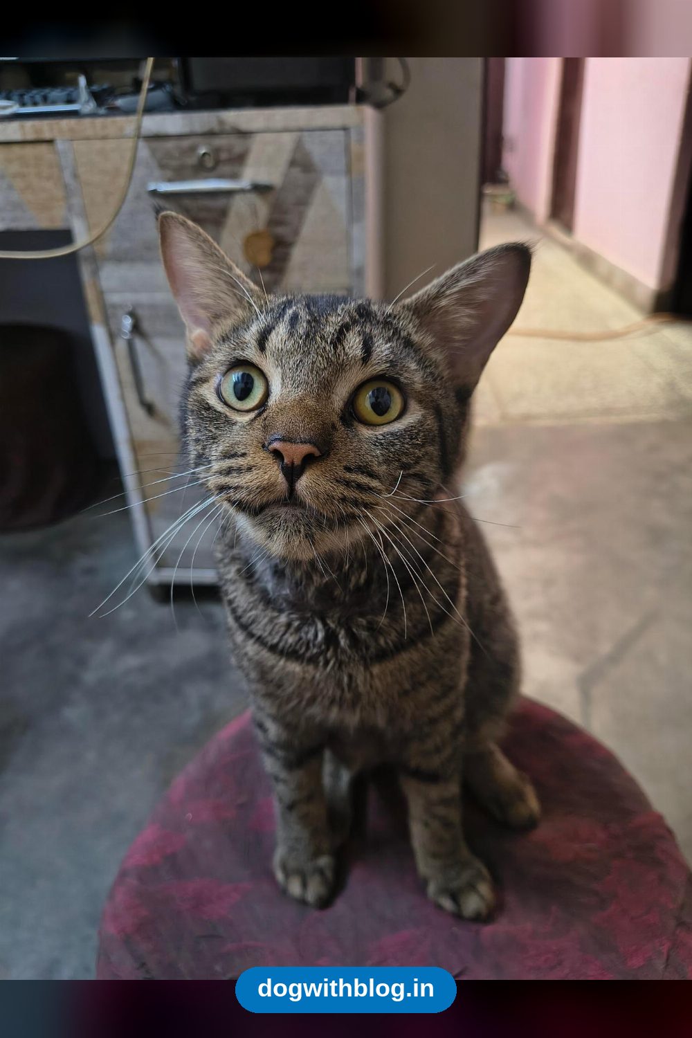 A Nine-Month-Old Cat Looking For a Home in Delhi NCR