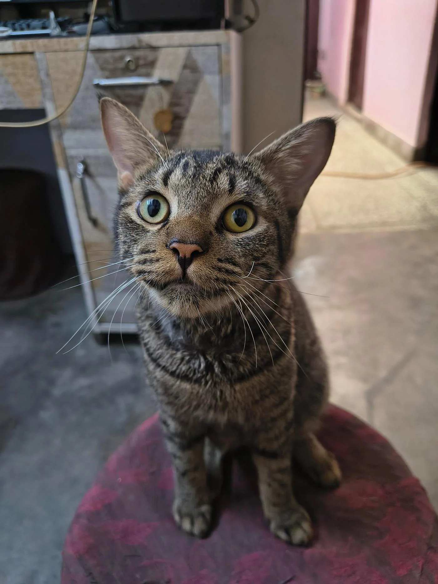 A nine-month-old male cat sits calmly, photographed for his adoption appeal in Delhi NCR.