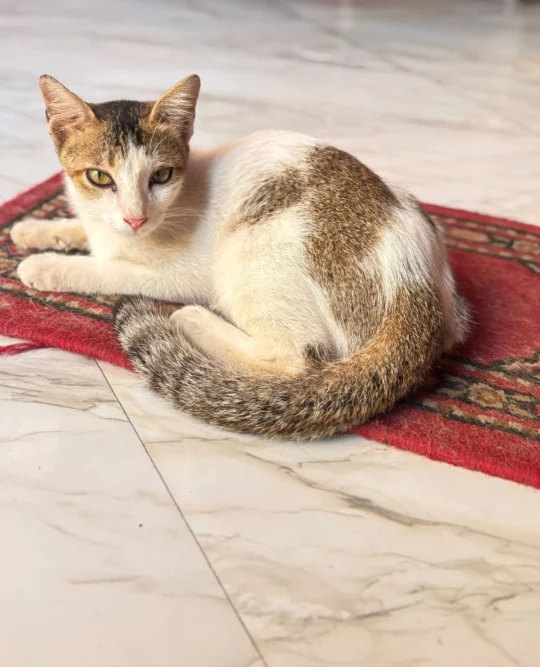 An Abandoned Kitten Needs a Home, adoptable cat in Kolkata
