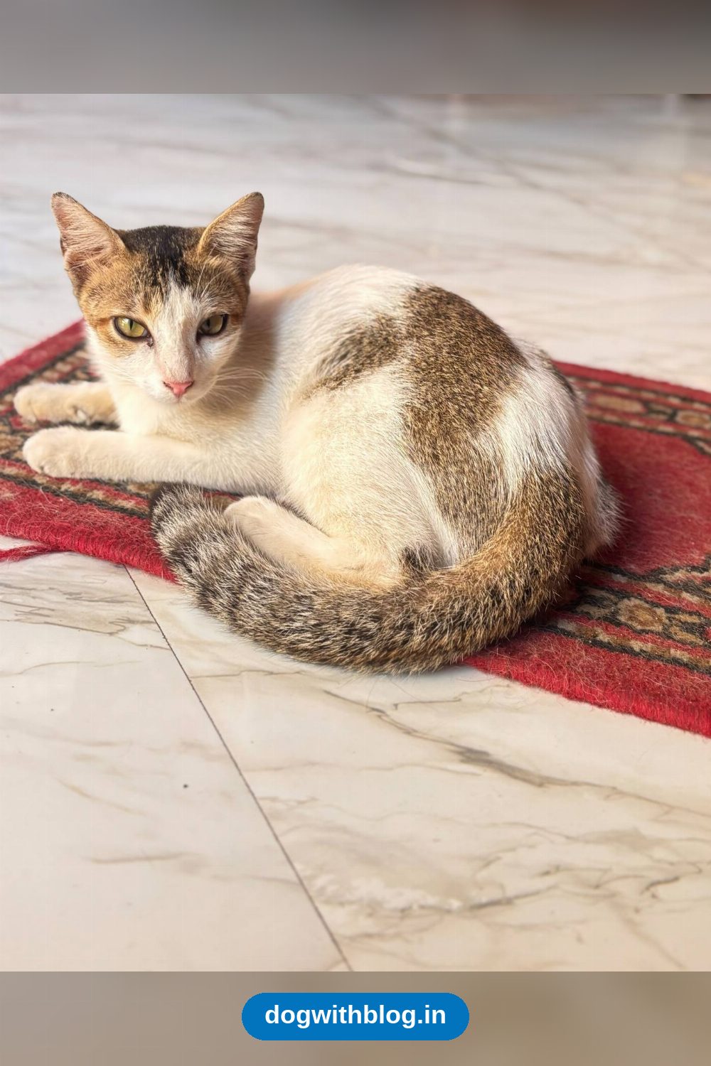 An Abandoned Kitten Needs a Home — Kolkata