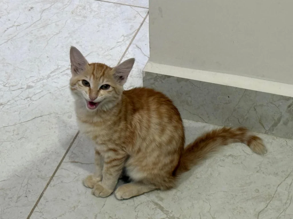 A ginger kitten sitting on a tiled floor, looking up at the camera — Bengaluru