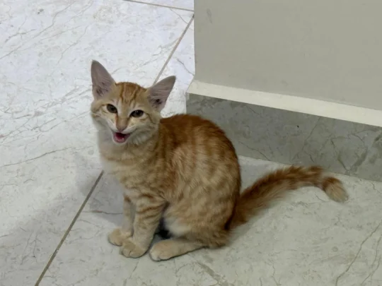 A Four-Month-Old Ginger Kitten Needs a Home, adoptable cat in Bengaluru