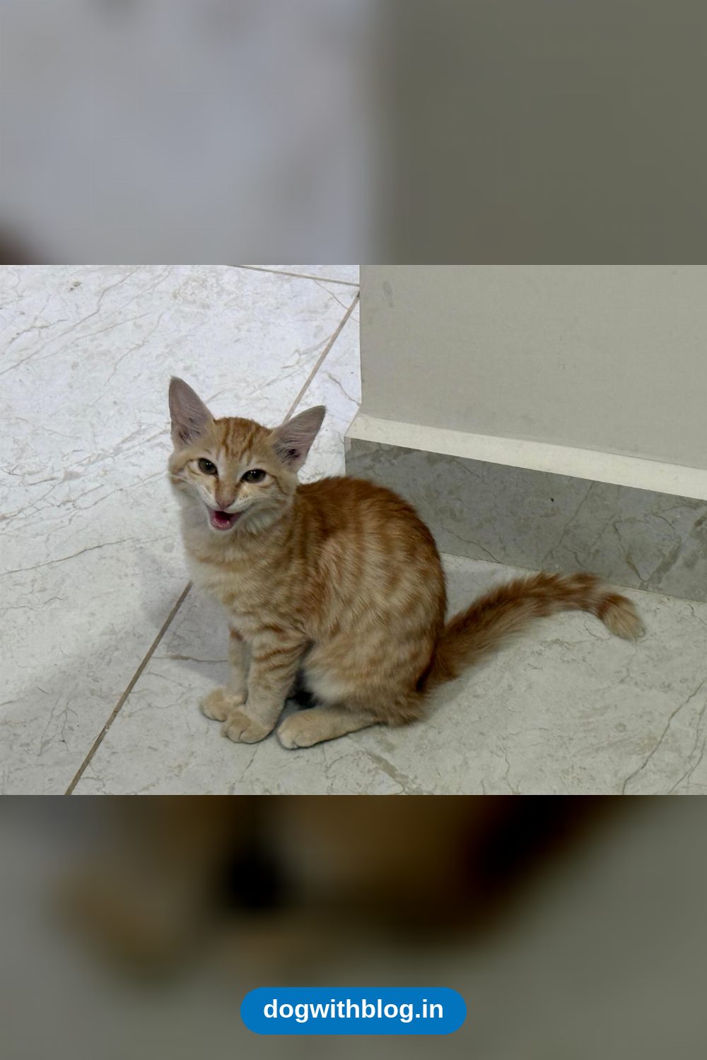A Four-Month-Old Ginger Kitten Needs a Home — Bengaluru