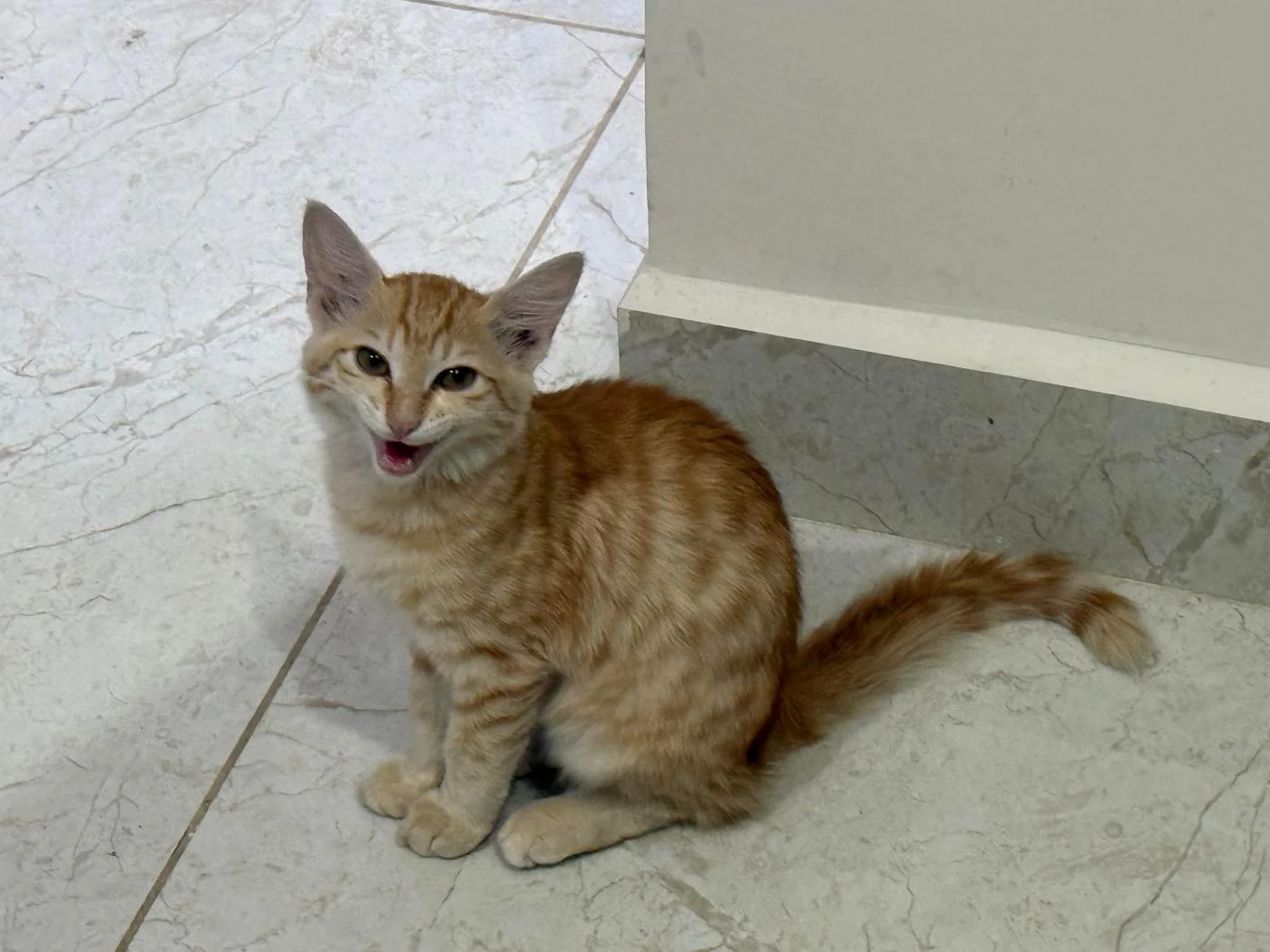 A Four-Month-Old Ginger Kitten Needs a Home in Bengaluru