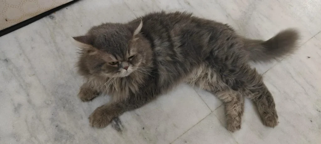 7 years old neutered cat for adoption -delhi - kitten in Delhi NCR