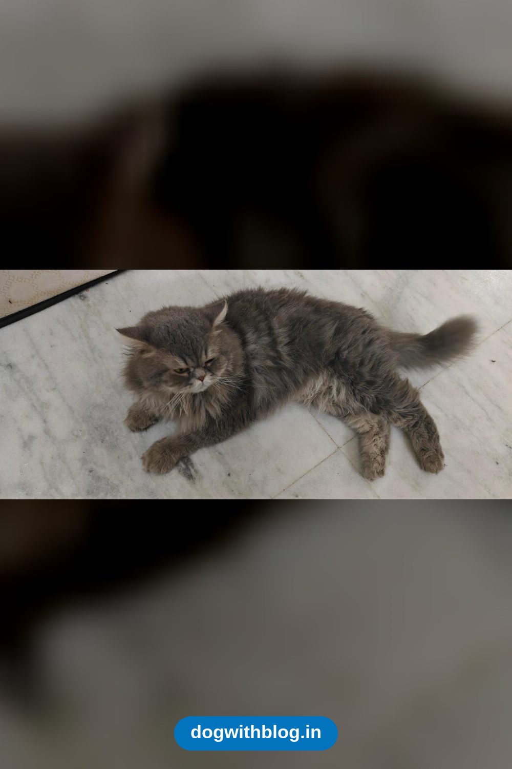 A Seven-Year-Old Cat Needs a New Home — Delhi NCR