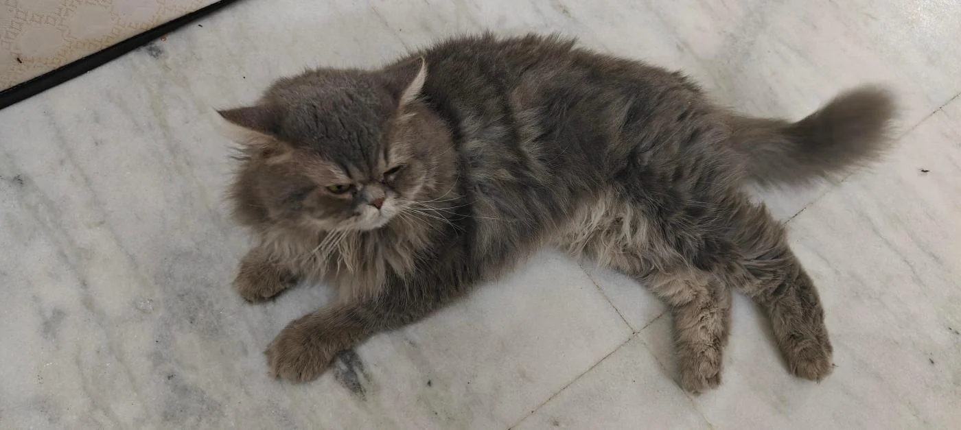 A Seven-Year-Old Cat Needs a New Home — Delhi NCR