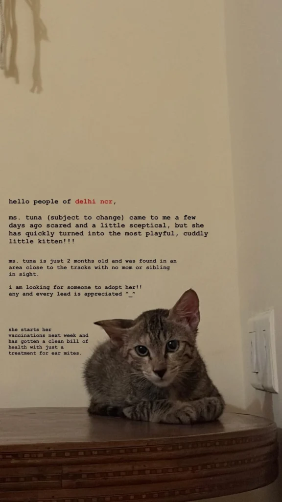 A tabby kitten crouching on a wooden table indoors, looking toward the camera.