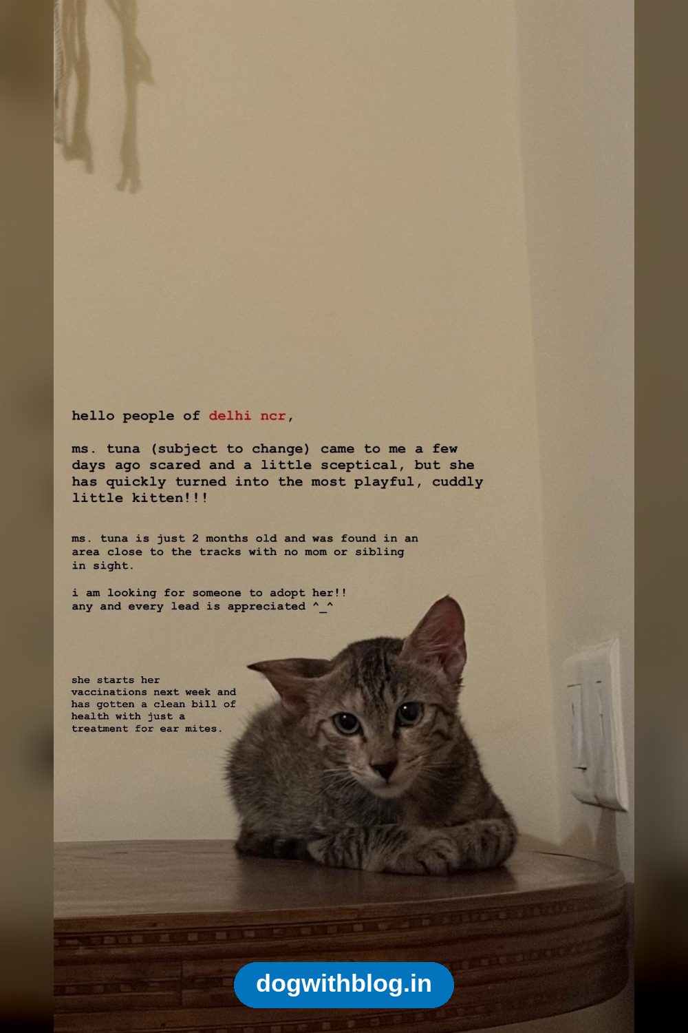 Ms. Tuna, a Two-Month-Old Kitten Found Near the Tracks, Needs a Home — Delhi NCR