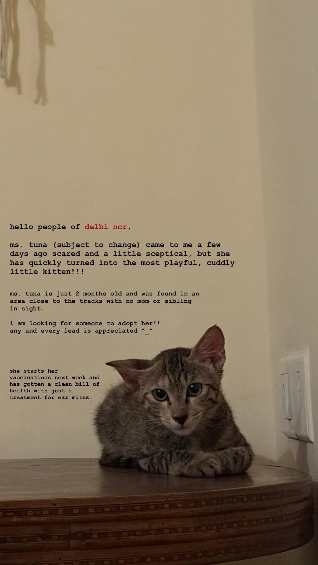 Ms. Tuna, a Two-Month-Old Kitten Found Near the Tracks, Needs a Home — Delhi NCR