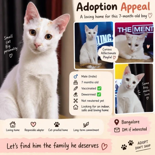 A Seven-Month-Old Male Indie Kitten Needs a New Home After His Owner Falls Ill, adoptable cat in Bengaluru